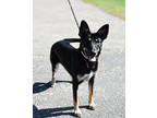 Adopt Racer a Black German Shepherd Dog / Mixed Breed (Medium) / Mixed (short