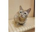 Adopt Pufkin a Orange or Red Domestic Shorthair / Domestic Shorthair / Mixed cat