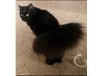Adopt Squid a All Black Domestic Longhair / Mixed (long coat) cat in West