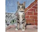 Adopt Silvermist a Domestic Short Hair