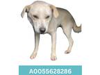 Adopt Manny a White Terrier (Unknown Type, Medium) / Mixed Breed (Medium) /