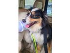 Adopt Chi-Chi-ADOPTED a Black Australian Shepherd / Mixed dog in Atlanta