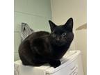 Adopt Mr. Meow a All Black Domestic Shorthair / Domestic Shorthair / Mixed cat