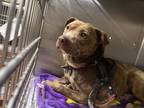 Adopt 55904420 a Tan/Yellow/Fawn American Pit Bull Terrier / Mixed dog in Baton