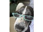 Adopt Zoe a White - with Gray or Silver Pointer / Great Pyrenees / Mixed dog in