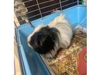 Adopt Electron a White Guinea Pig / Mixed small animal in Bryan, TX (41402225)