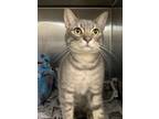 Adopt Canum a Gray or Blue Domestic Shorthair / Domestic Shorthair / Mixed cat