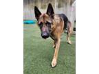 Adopt Royal a Black German Shepherd Dog / Mixed dog in Valley View