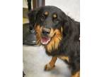 Adopt Remi a Black Rottweiler / Australian Shepherd / Mixed dog in Bowling