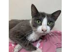 Adopt Delphine a Gray or Blue Domestic Shorthair / Domestic Shorthair / Mixed