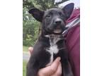 Adopt 55909270 a Black Labrador Retriever / Mixed dog in Bryan, TX (41451523)