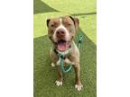 Adopt Fives a Tan/Yellow/Fawn Mixed Breed (Large) / Mixed dog in Baltimore