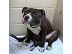 Adopt Rex a Staffordshire Bull Terrier, Mixed Breed