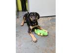 Adopt Willow a Black Mixed Breed (Medium) / Mixed dog in Point Pleasant