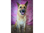 Adopt Gertie a Tan/Yellow/Fawn German Shepherd Dog / Mixed dog in New Bern