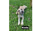 Adopt Koda a Tan/Yellow/Fawn Mixed Breed (Medium) / Mixed dog in Medfield