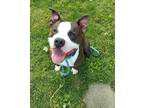 Adopt Billy Goat Gruff a Black American Pit Bull Terrier / Mixed dog in Clinton
