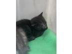 Adopt 55909183 a All Black Domestic Shorthair / Domestic Shorthair / Mixed cat