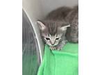 Adopt 55909253 a Gray or Blue Domestic Shorthair / Domestic Shorthair / Mixed
