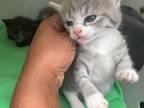 Adopt 55909288 a Gray or Blue Domestic Shorthair / Domestic Shorthair / Mixed