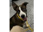 Adopt Bronco a Black Husky / American Pit Bull Terrier / Mixed (short coat) dog