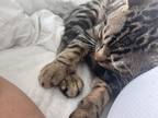 Adopt Pluto a Brown Tabby Tabby / Mixed (medium coat) cat in Miami