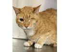 Adopt Freeway a Orange or Red Domestic Shorthair / Domestic Shorthair / Mixed