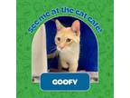 Adopt Goofy a Cream or Ivory Domestic Shorthair / Domestic Shorthair / Mixed cat