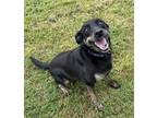 Adopt Sasha a Black Australian Cattle Dog / Black and Tan Coonhound / Mixed dog