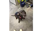 Adopt Zofia a Black American Staffordshire Terrier / Mixed Breed (Medium) /