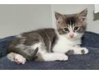 Adopt Fern a Domestic Short Hair