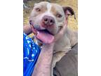 Adopt Captain a American Staffordshire Terrier