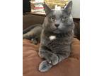 Adopt Bubba a Gray, Blue or Silver Tabby Russian Blue / Mixed (short coat) cat