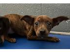 Adopt Sadie a Brindle Dachshund dog in Shawnee, OK (41451411)