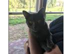 Adopt Javier a Gray or Blue Domestic Shorthair / Mixed (short coat) cat in Mount