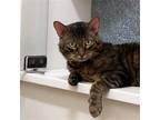 Adopt Torta a Brown Tabby Domestic Shorthair / Mixed cat in New York