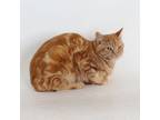 Adopt Conan a Orange or Red (Mostly) Domestic Shorthair / Mixed (short coat) cat