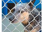 Adopt Hawes a Gray/Silver/Salt & Pepper - with White Australian Cattle Dog /