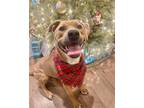 Adopt Piper a Tan/Yellow/Fawn Black Mouth Cur / Mixed dog in Harrisburg