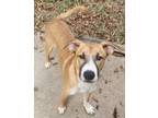 Adopt Waylon a Tricolor (Tan/Brown & Black & White) Black Mouth Cur / Mixed dog
