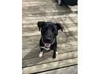 Adopt Mudbone a Black - with White Labrador Retriever / Mixed dog in CARISLE
