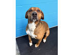 Adopt Tug (HW+) a Brown/Chocolate Beagle / Labrador Retriever / Mixed (short