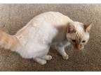 Adopt Tofu a Cream or Ivory (Mostly) Colorpoint Shorthair / Mixed (short coat)