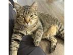 Adopt Cougar a Brown Tabby Domestic Shorthair (short coat) cat in Reno