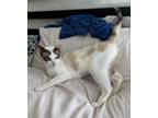 Adopt Bella a White (Mostly) Siamese (short coat) cat in Reno, NV (41436615)