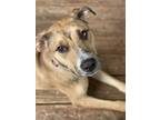 Adopt Annie a Brindle American Pit Bull Terrier / Mutt / Mixed dog in Denison
