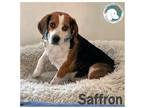 Adopt SAFFRON a Tricolor (Tan/Brown & Black & White) Beagle / Mixed dog in