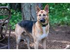 Adopt Charlie a Black - with Tan, Yellow or Fawn German Shepherd Dog / Mixed dog