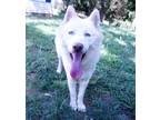 Adopt Klaus Mikaelson AKC OFA Exams a White Husky / Mixed dog in Anderson