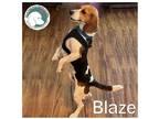 Adopt BLAZE a Tricolor (Tan/Brown & Black & White) Beagle / Mixed dog in